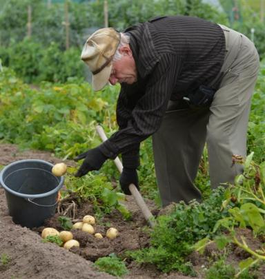 David Jaquiery digs new spuds from his Highcliff Rd vegetable garden.
