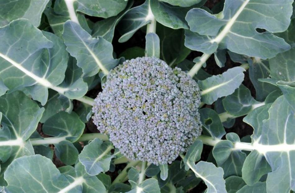 Broccoli is a standout in Ray Williams' vegetable patch.