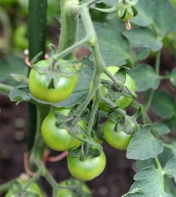 Ray Williams keeps his tomatoes in a greenhouse.