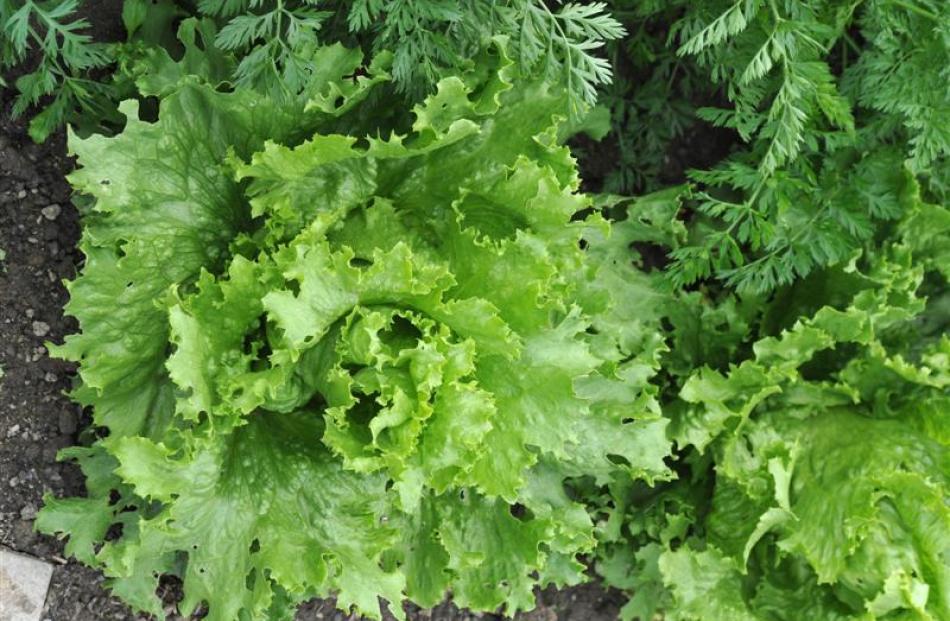 Carrots and lettuce do well, despite the poor soil composition.