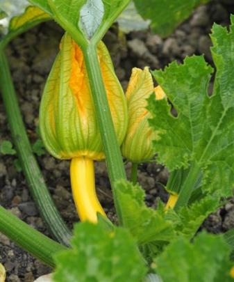 Zuchini are doing well in the heat.