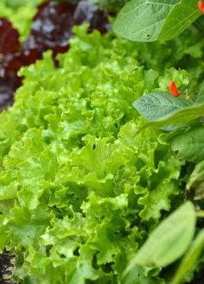 Jennifer plants salad crops among her other vegetables.
