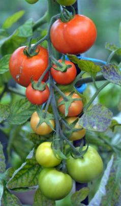 Raylene Walshaw takes extra special care of her tomatoes and each year experiments with different...