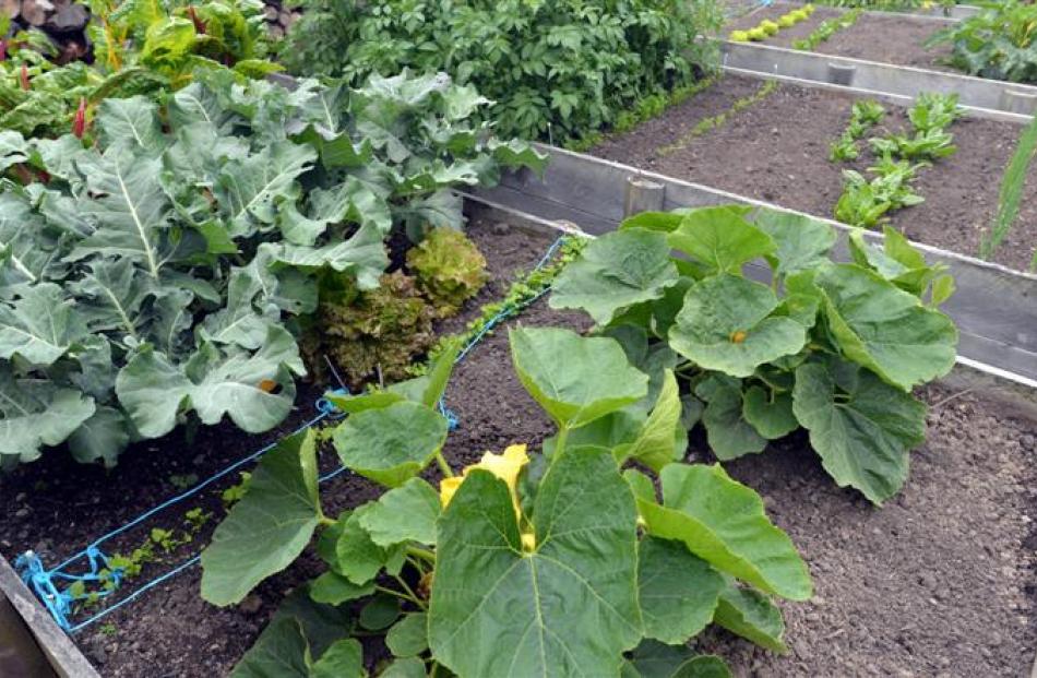 The raised vegetable beds at the  Walshaws' Waldronville home are far superior to gardening in...