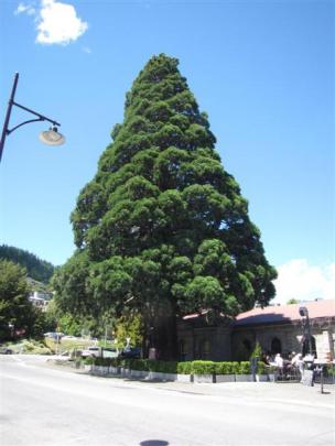 One of two sequoias, known as the Trees of Justice, planted in 1876 outside the  Queenstown...