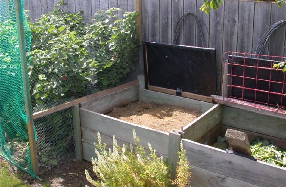 Compost bins next to covered redcurrants.
