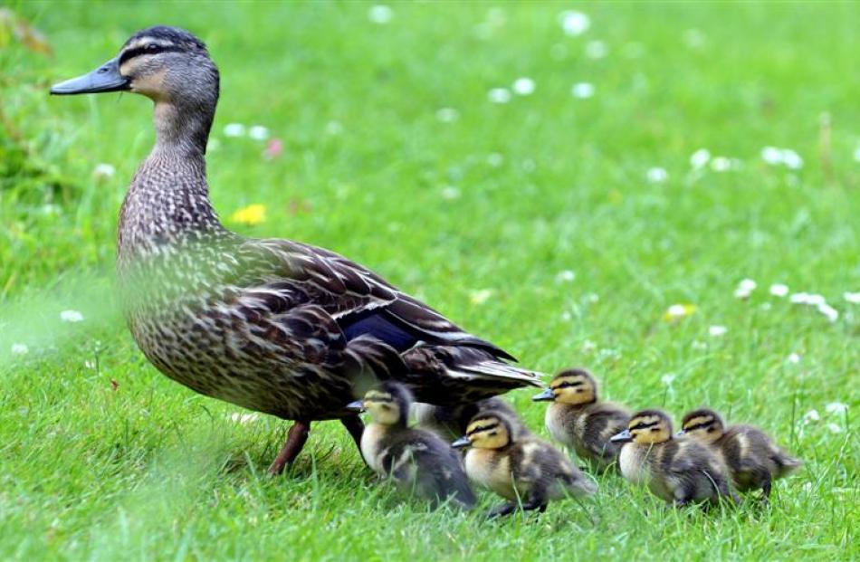 A mother duck leads her ducklings through Dick Turvey's St Leonards garden.