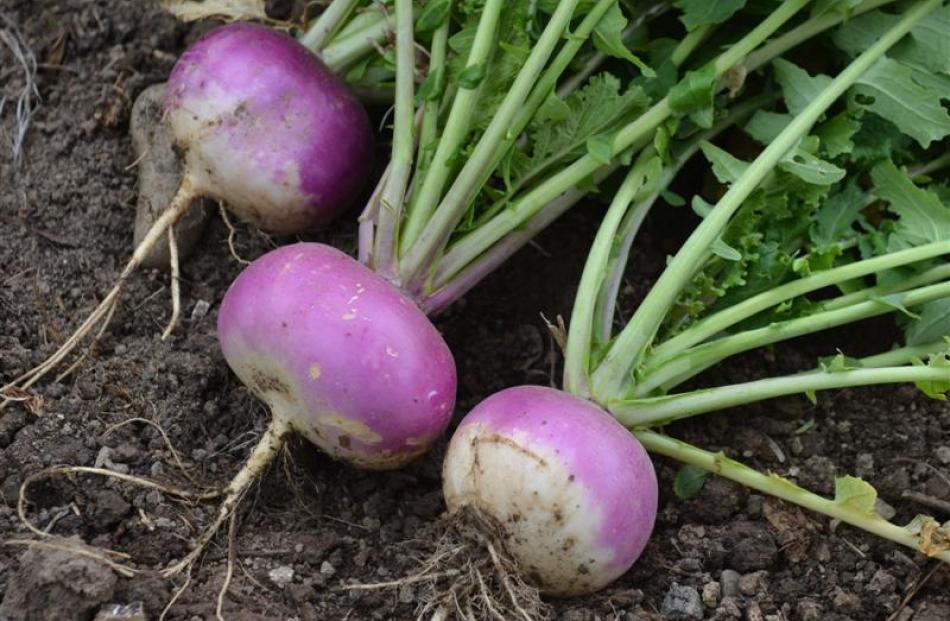 He grows a wide variety of vegetables.