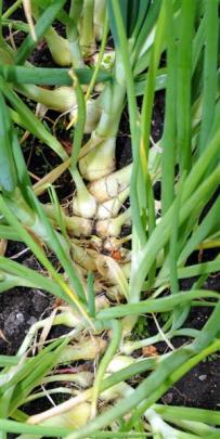 Fred Earl, of Halfway Bush, says thinning onions is a waste of time, because they push each other...