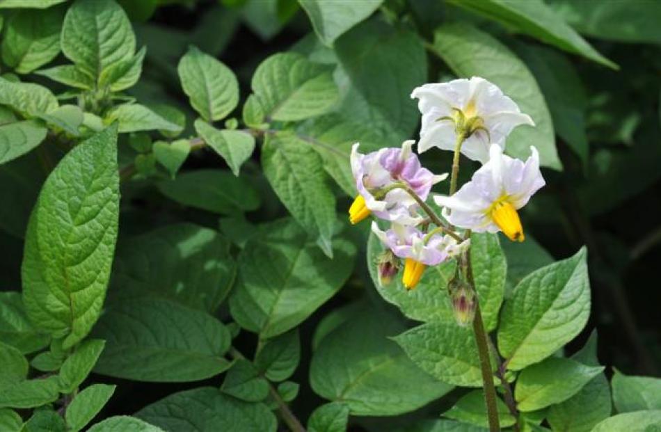 Fred Earl's vegetable garden includes the odd flower - on his potato plants.