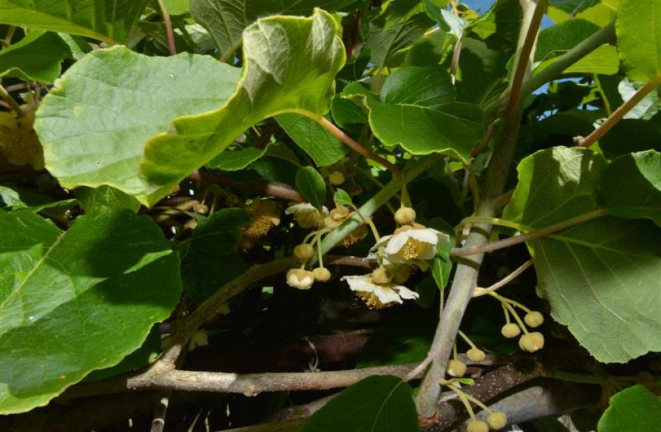 John Bradley has great success growing kiwifruit in Balaclava.