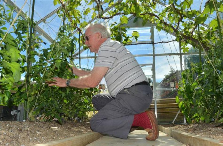 John Bradley, of Balaclava, pays careful attention to his greenhouse crops. Photos by Gerard O...