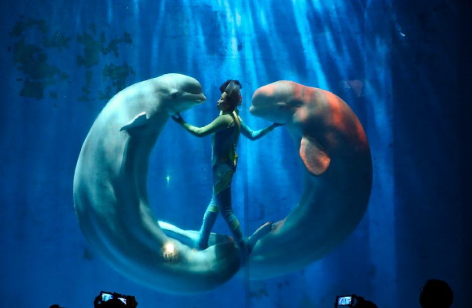 White whales and their trainers present a show for visitors at Harbin Pole Aquarium. (Photo by...