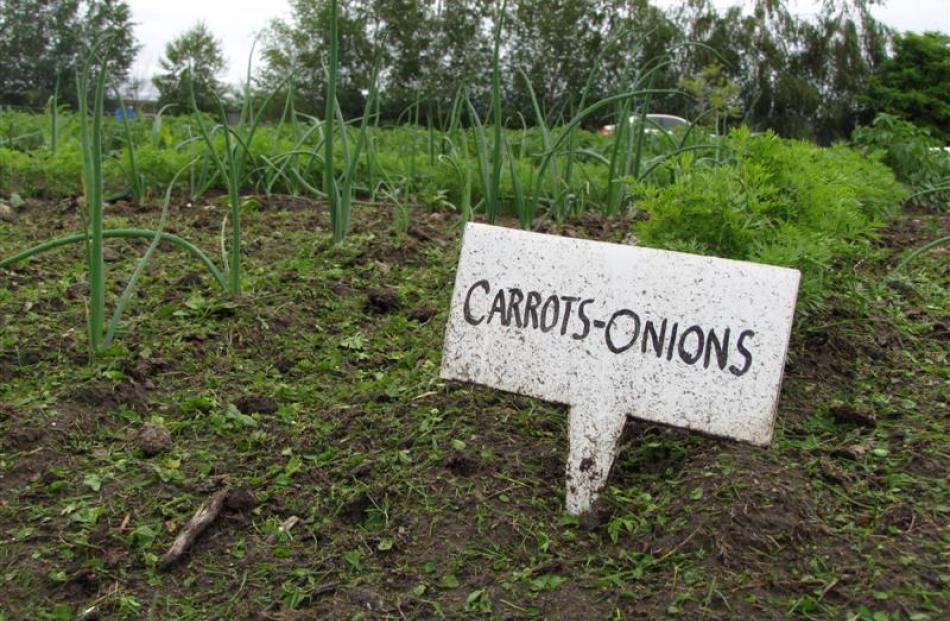 Companion planting is a good way to keep bugs at bay, Alexandra Community Garden garden manager...