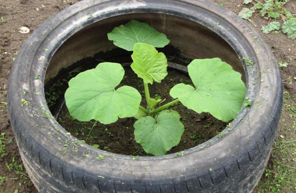 Old tyres provide warmth for young pumpkin plants.