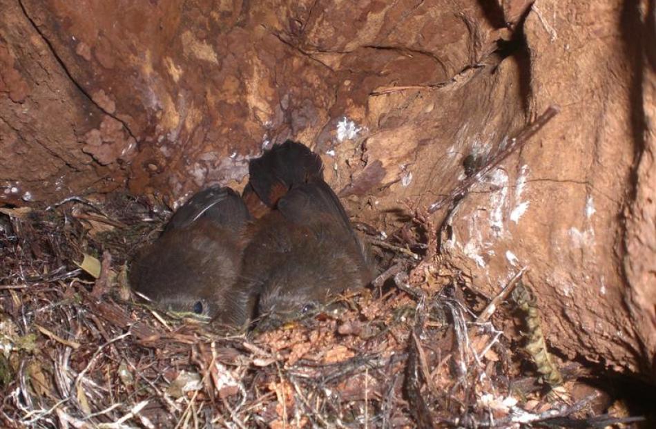 Saddleback chicks nest at Orokonui. Photos by Neville Peat/Supplied.