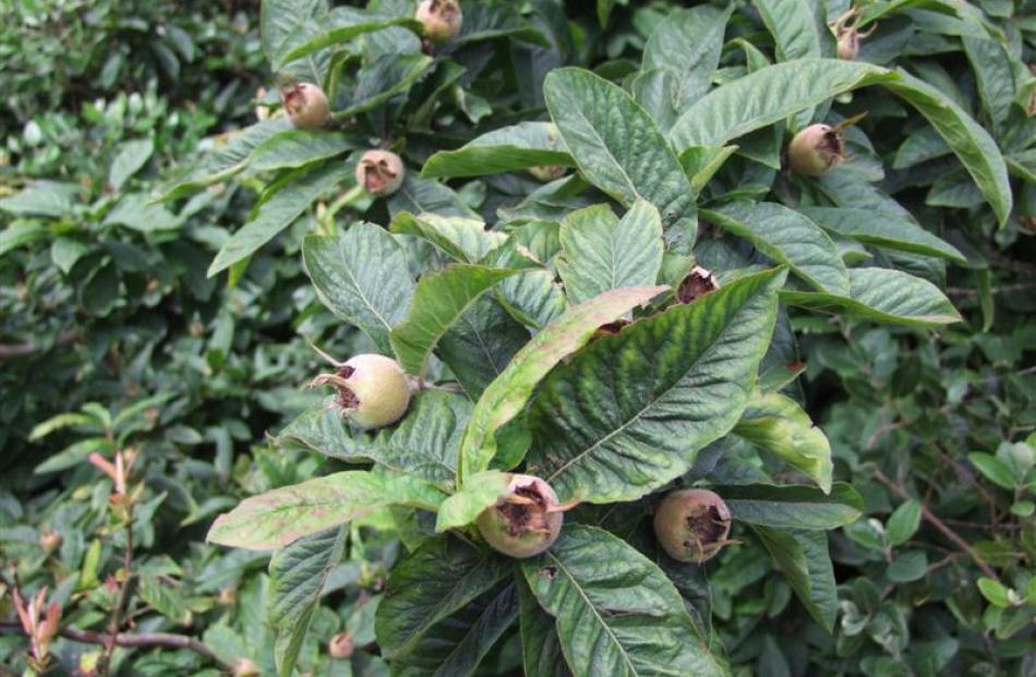 A medlar is one of the unusual trees in Sally Brown's garden.