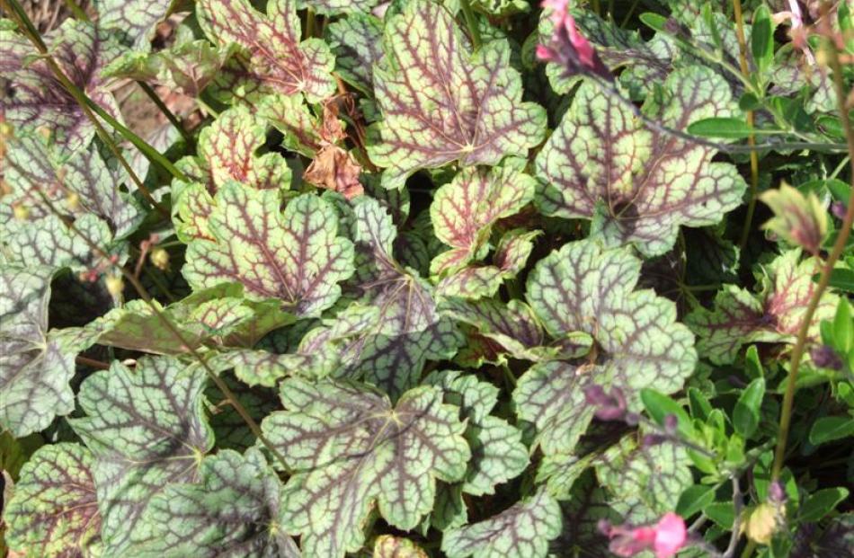 Green Spice heuchera has a delicate, vein-like pattern.