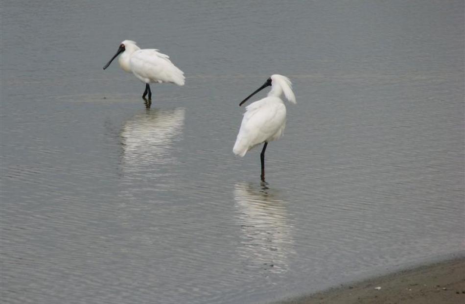 A pair of spoonbills search the lagoon for food.