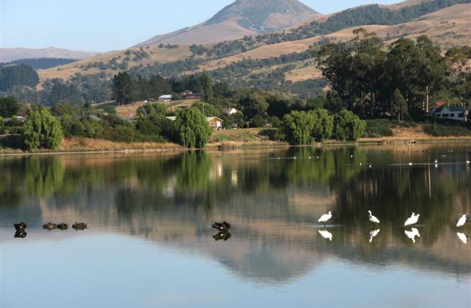 Birds line up on a sunny day at Hawksbury Lagoon.