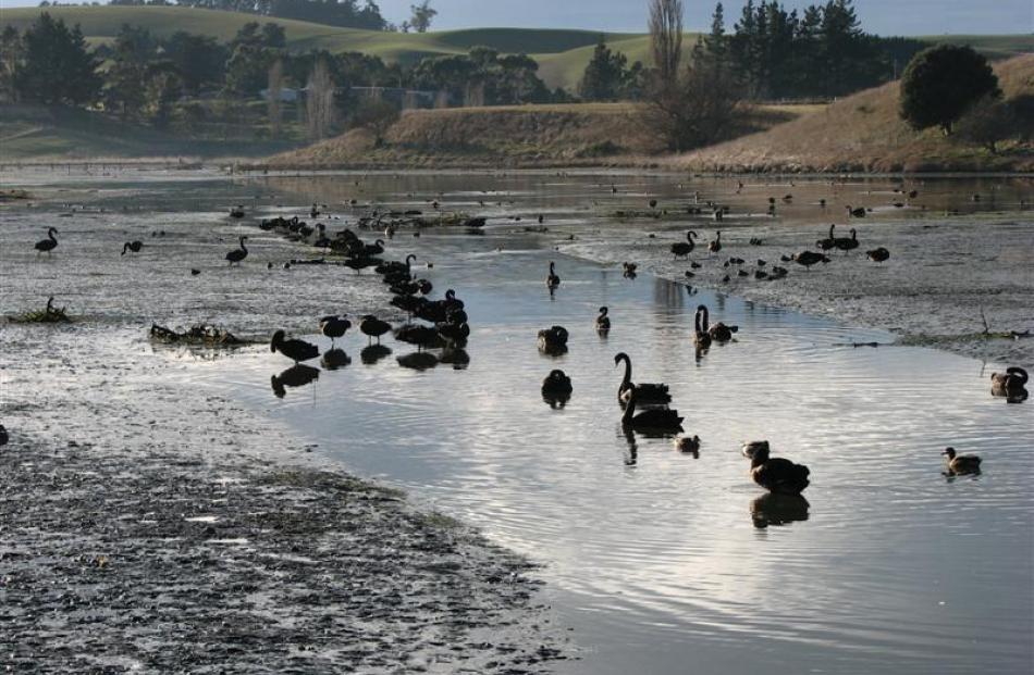 Black swans share the low-tide mud flats with other birdlife.