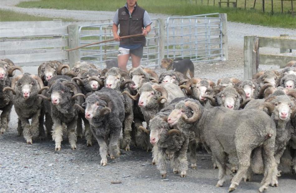 Shepherd Edward Johns and dogs marshall a flock of rams to the pen at the working Mt Nicholas...