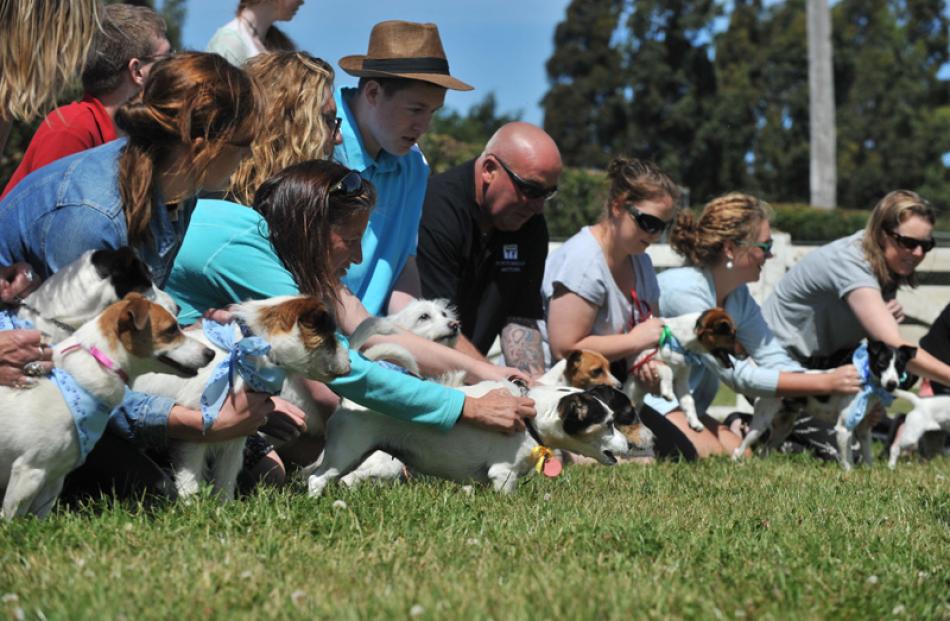 Anticipation builds before the Jack Russell terrier race begins.