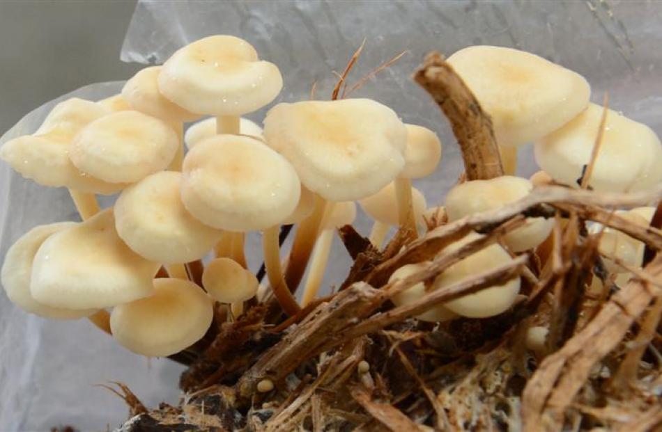 Enoki mushrooms are traditionally used in soups and stir fries.