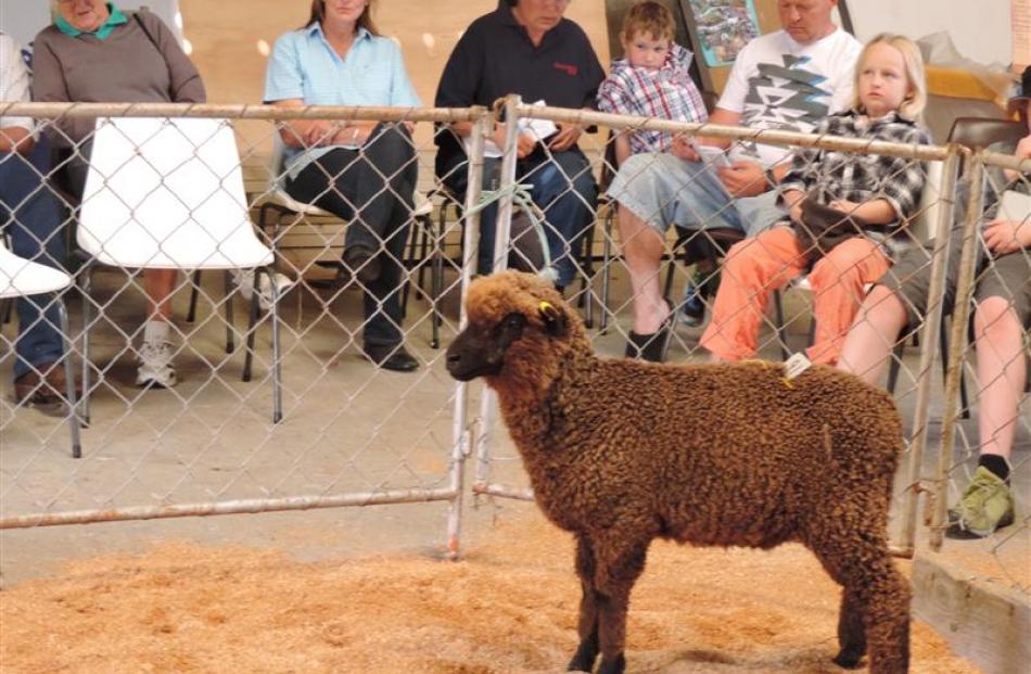 This ewe lamb was one of many passed in at the Black and Coloured Sheep Breeders Association of...