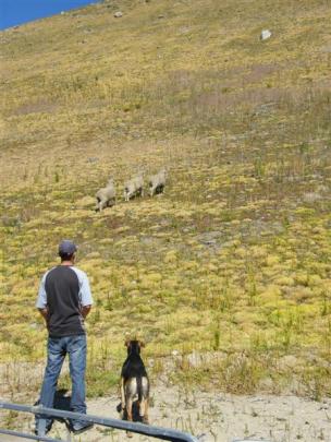 Duncan Campbell, of Earnscleugh Station, and his dog Bo watch the sheep on the course as they...