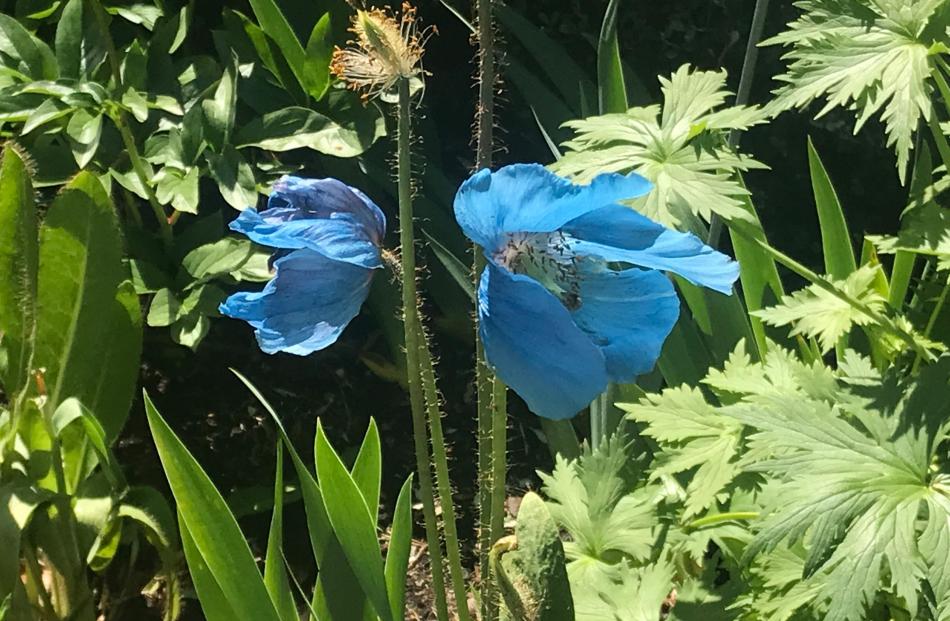 A Meconopsis poppy thrives in a shady spot.