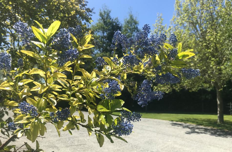 A variegated California lilac (Ceanothus) frames the driveway. PHOTOS: GILLIAN VINE