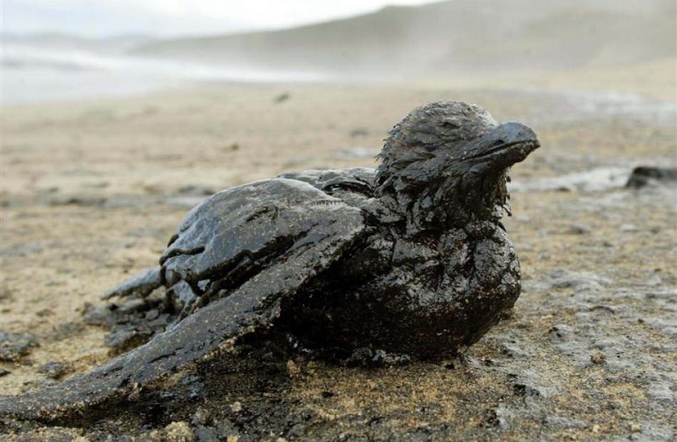 A bird lies covered in oil on a beach near the town of Arteixo in northern Spain. Photo by Reuters.