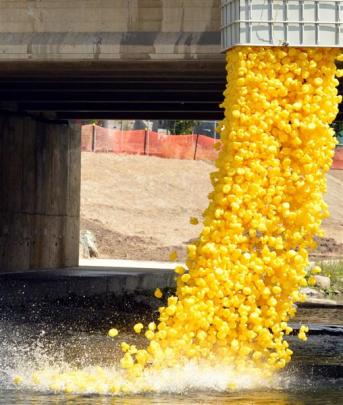 Rubber ducks tumble from Clyde St bridge into the Water of Leith for the Charity Duck Race.