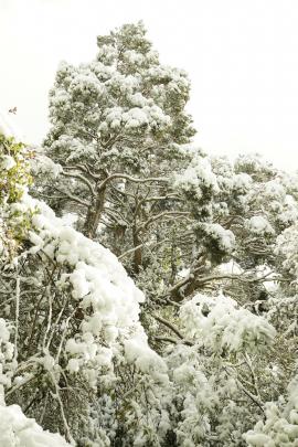 South island cedar adorned with fresh snow.