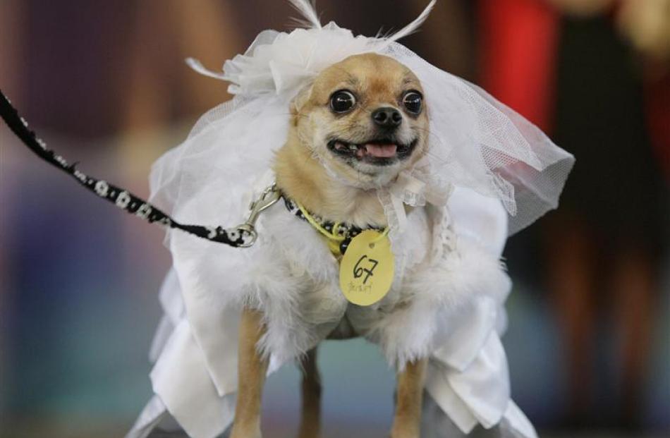 Britney, a Chihuahua, wears a gown costume during a Halloween dog show for the benefit of an...