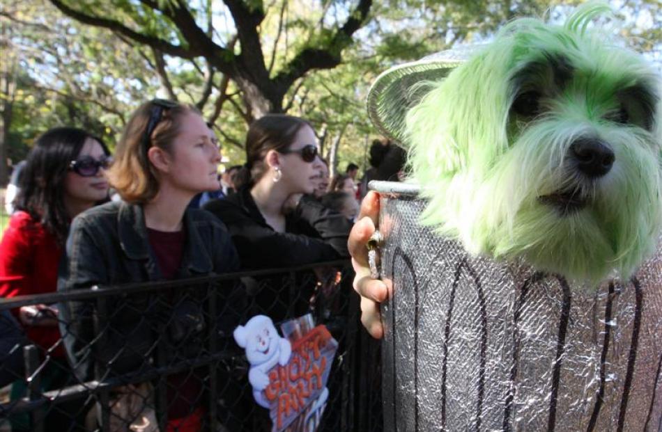 Oliver, a Maltese dressed as Oscar the Grouch, takes part in the 18th annual Tompkins Square...