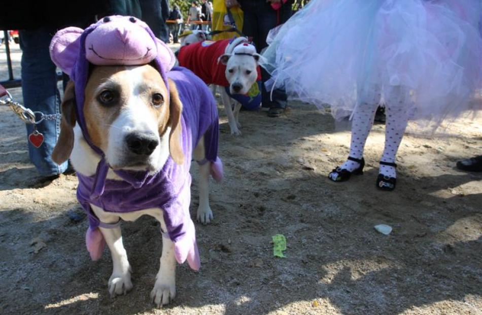 A costumed Harrier, Charlie Fudge, left, takes part in the 18th annual Tompkins Square Halloween...