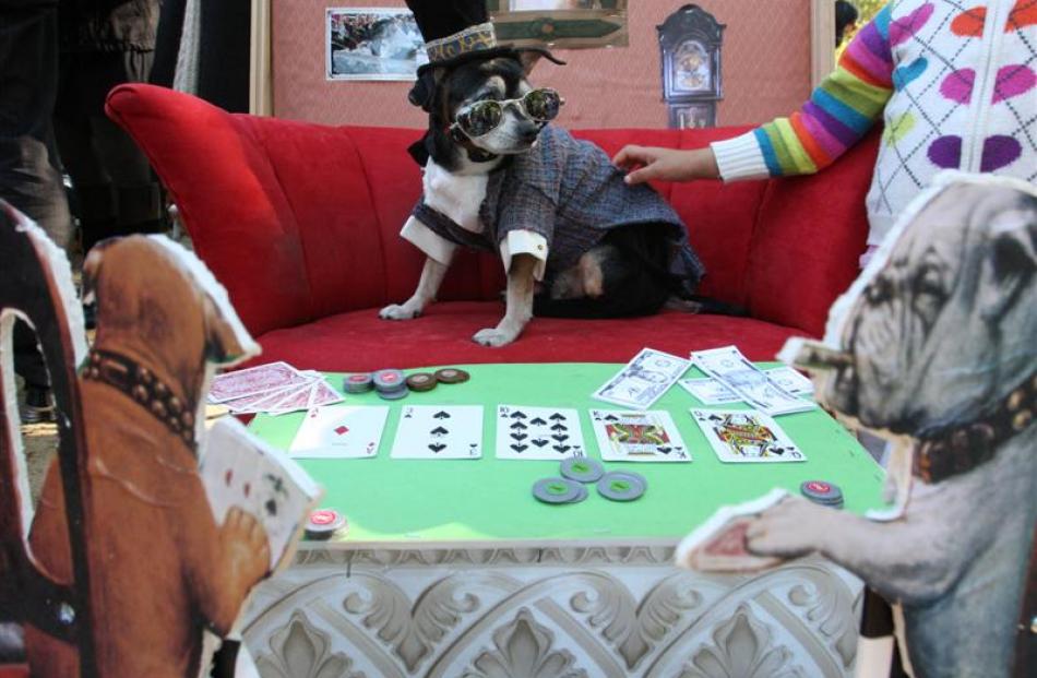 Dressed as a poker player, Bandit, a Chihuahua from the Bronx, waits to compete in the 18th...