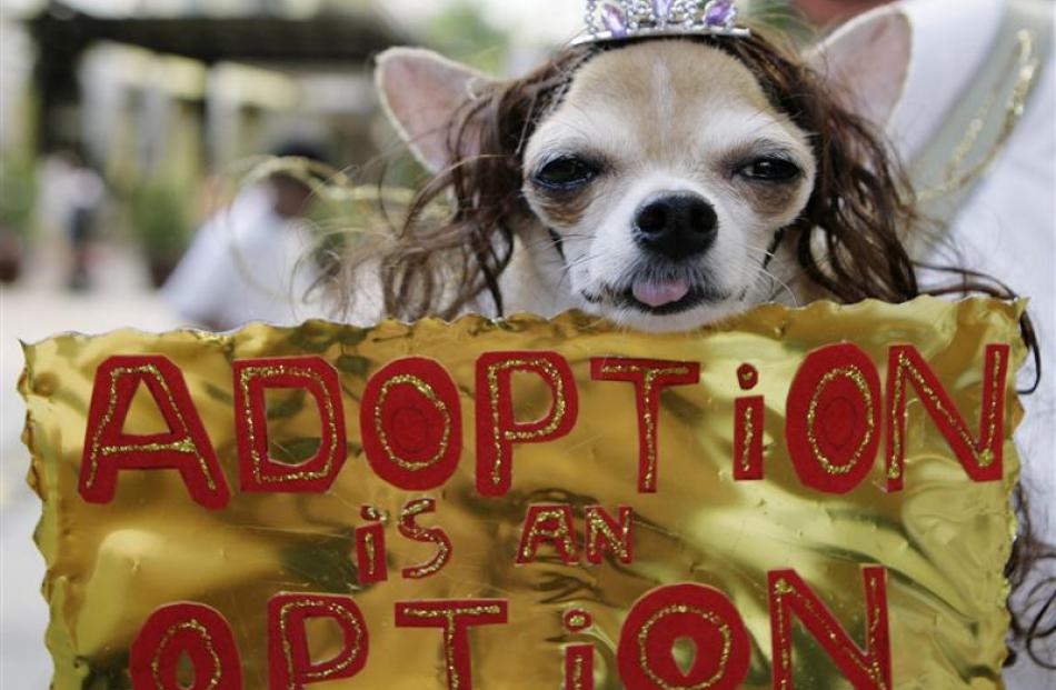 Poncho, a two-year-old Chihuahua, during a Halloween dog show for the benefit of an animal...