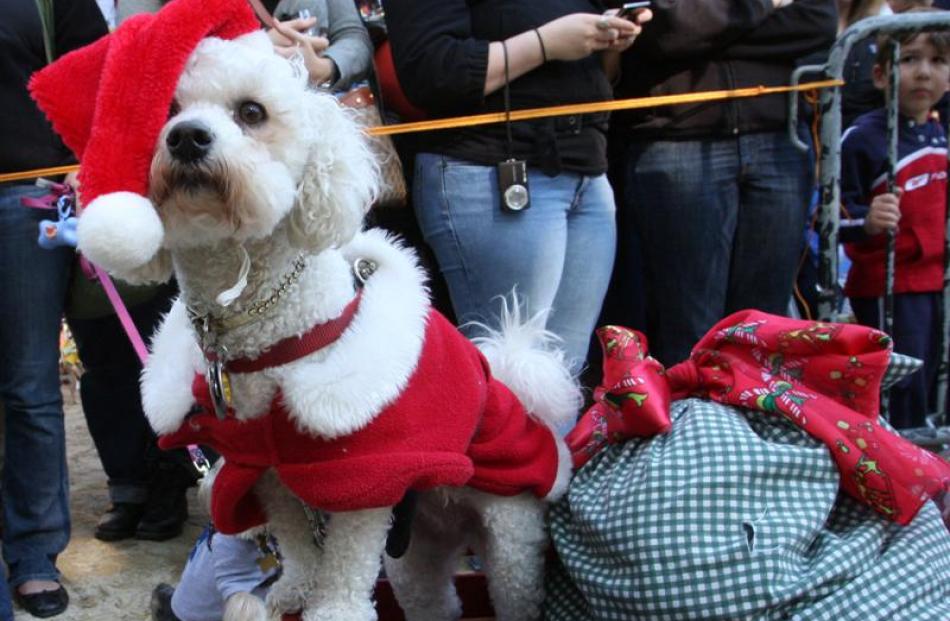 Dressed as Santa Claus, Deli, a Bichon Frise from  Queens, participates in the 18th annual...