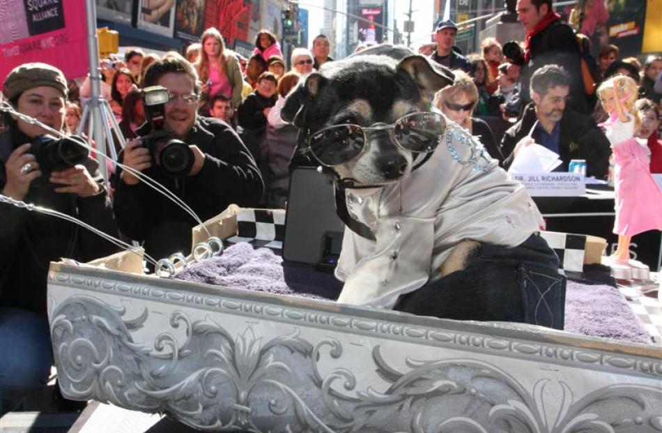Dressed as Danny Zuko from 'Grease', Bandit, a Chihuahua, competes in the fourth annual Times...