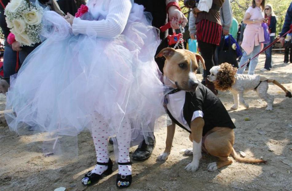 Matilda Molina, 4, dressed as a bride, left, and Lucky, a pit mix dressed as a groom, wait to...