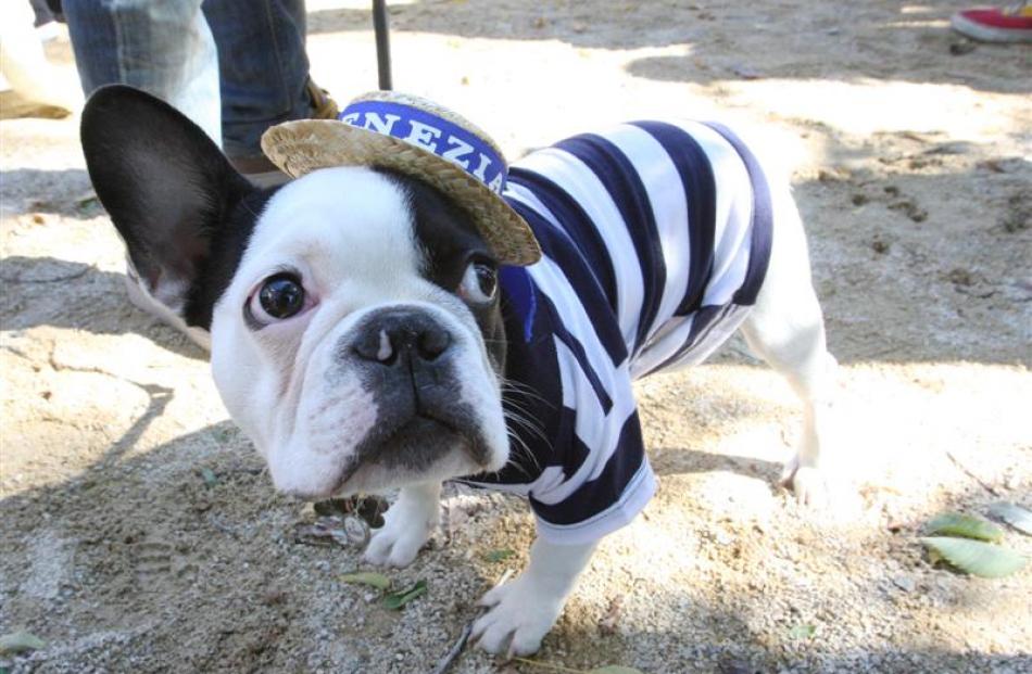 Dressed as a gondolier, Pierre, a French bulldog from New York, takes part in the 18th annual...