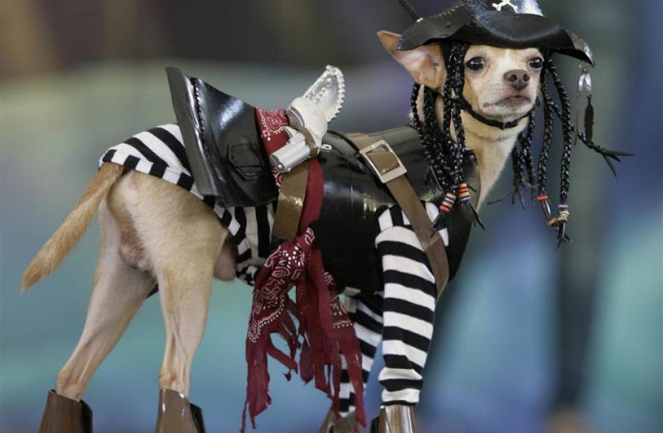 Mondex, a Chihuahua, wears a pirate costume during a Halloween dog show for the benefit of an...