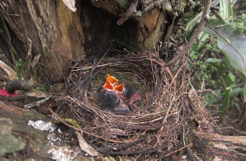 Robin nestlings.