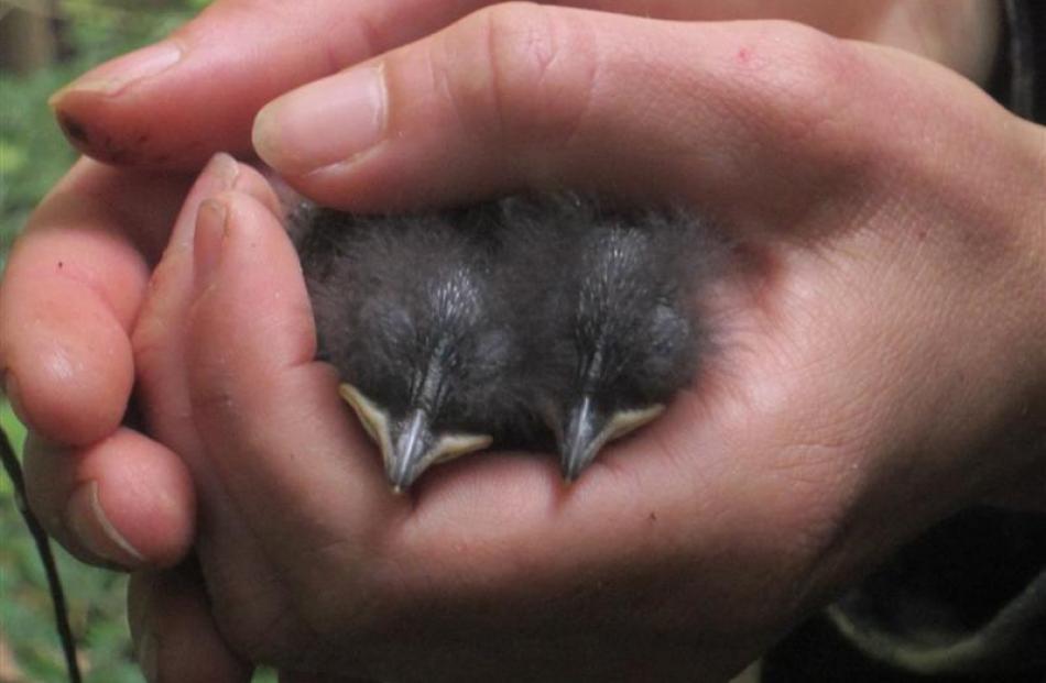 Three hungry chicks in the nest. Photos by Fiona Gordon.