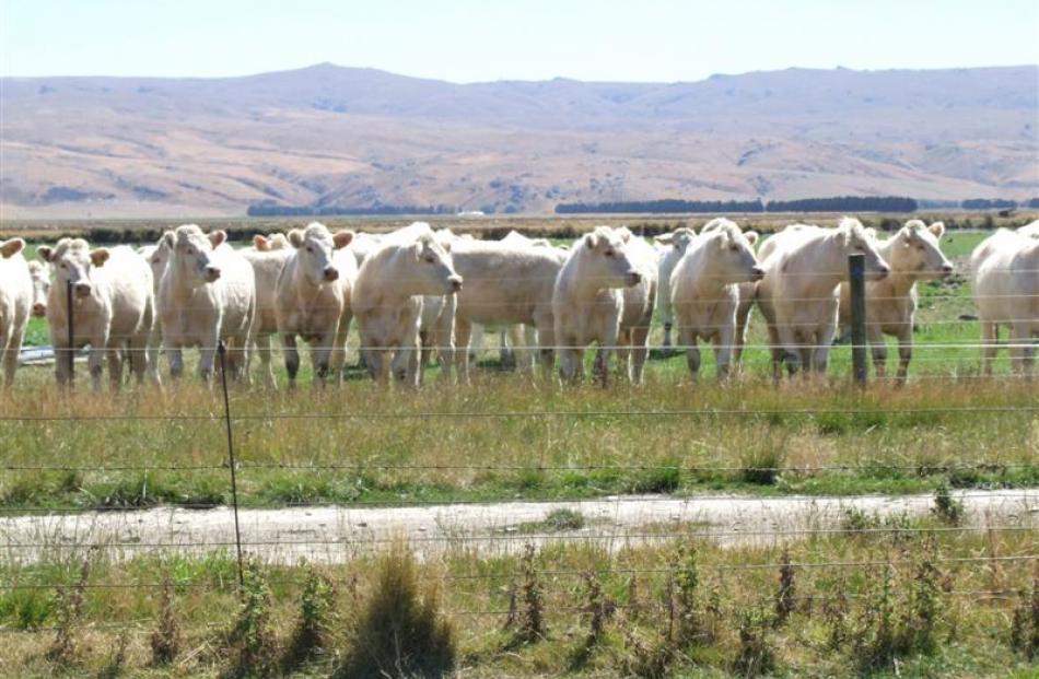 Rising 2-year-old Charolais heifers at Glen Ayr. Photos by Sally rae.