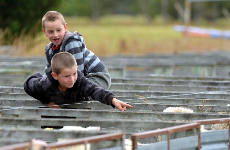 William Tisdall (7) of Middlemarch points at a sheep as Jackson Treada (6) of Middlemarch watches.