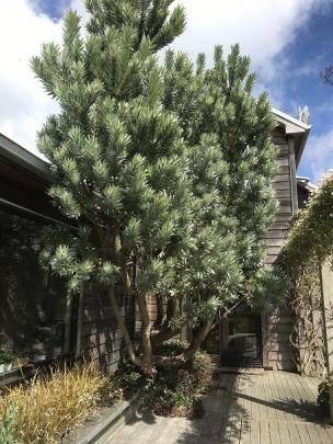 This silver tree (Leucadendron) is protected from frost by its closeness to the house.
